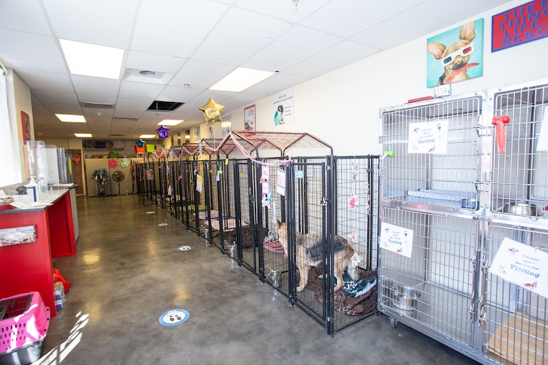 A Path 4 Paws Dog Rescue photo 2