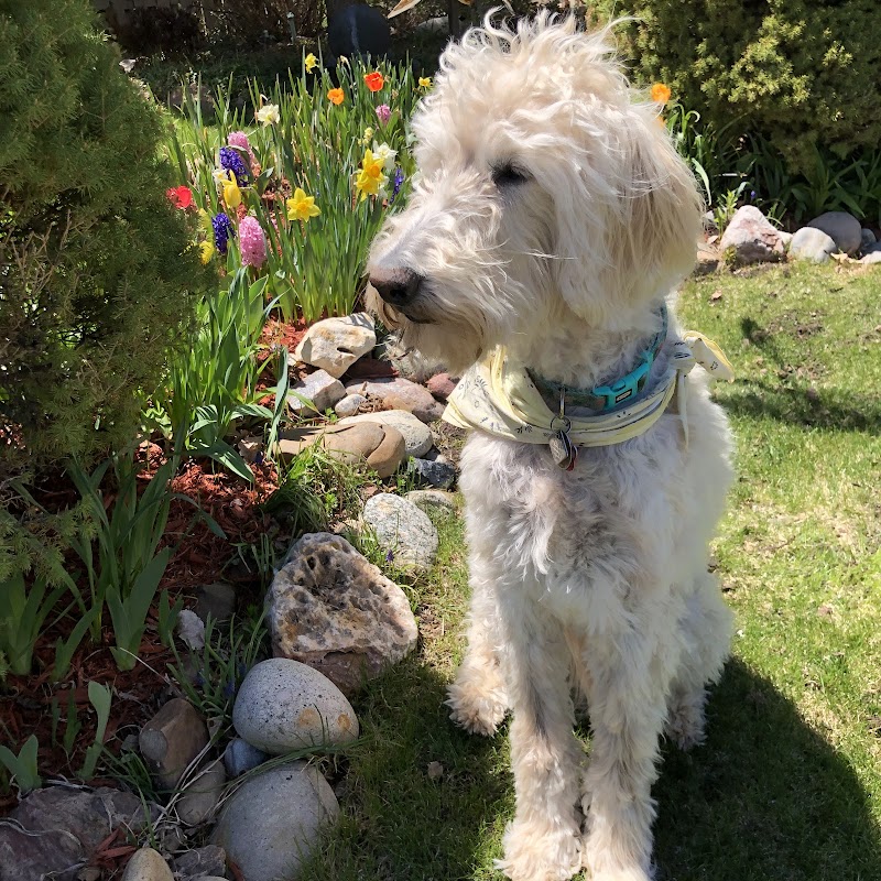 A Paws in Time photo 2