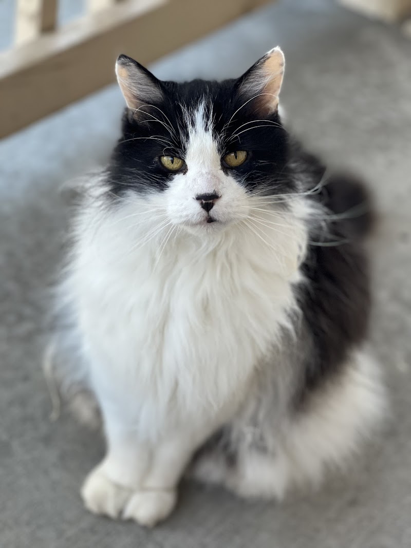 A Paws in Time photo 3