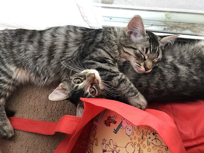 A Purrfurred Pet Care Service