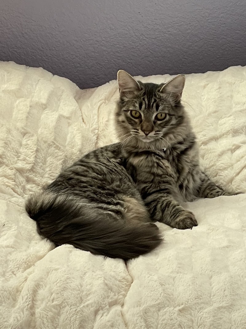 A Purrfurred Pet Care Service photo 2