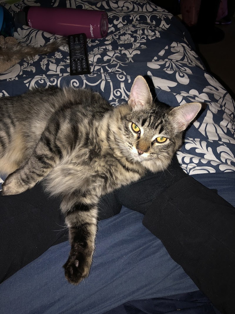 A Purrfurred Pet Care Service photo 3