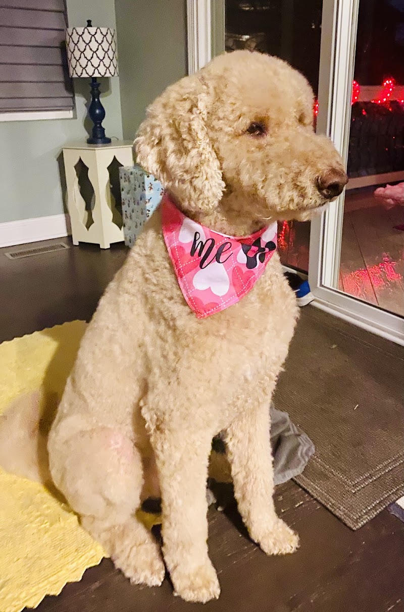 Canine Corner & Kitty Boutique