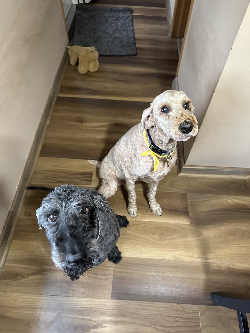 Canine Corner & Kitty Boutique photo 2