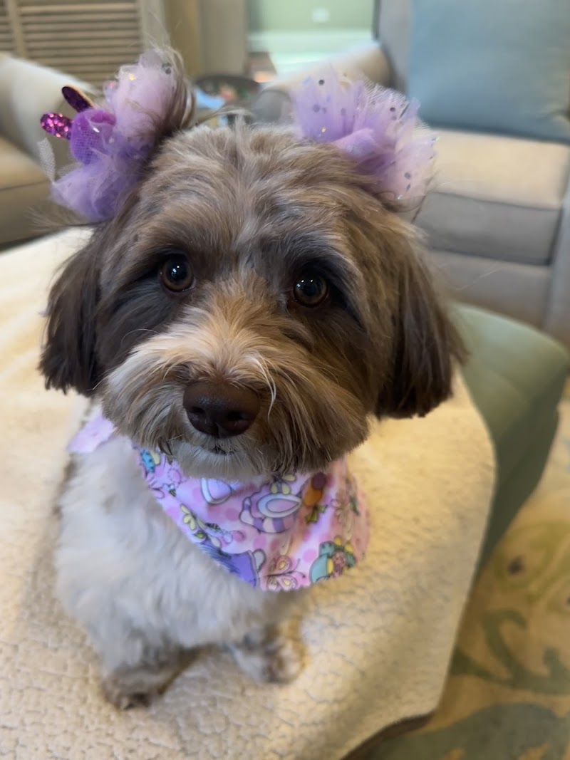 Canine Corner & Kitty Boutique photo 3