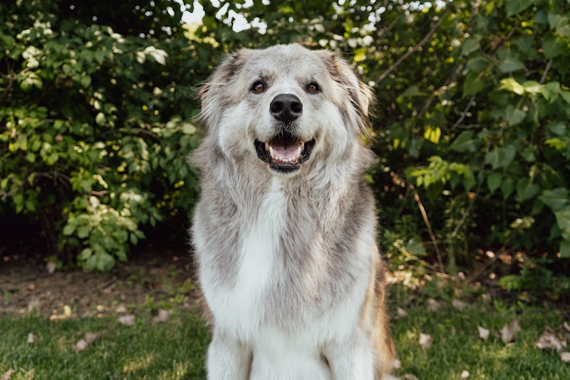 Precious Paws photo 2