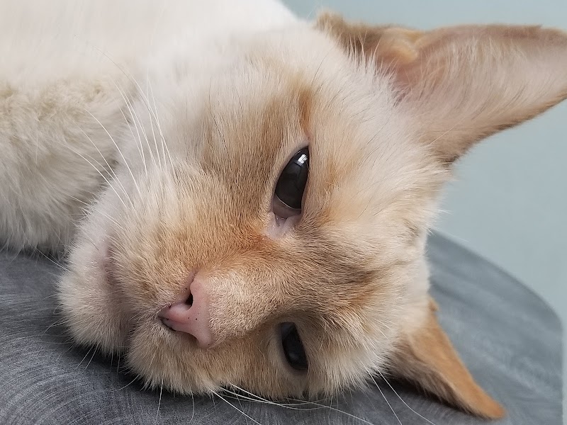 Brooklyn Animal Hospital photo 2