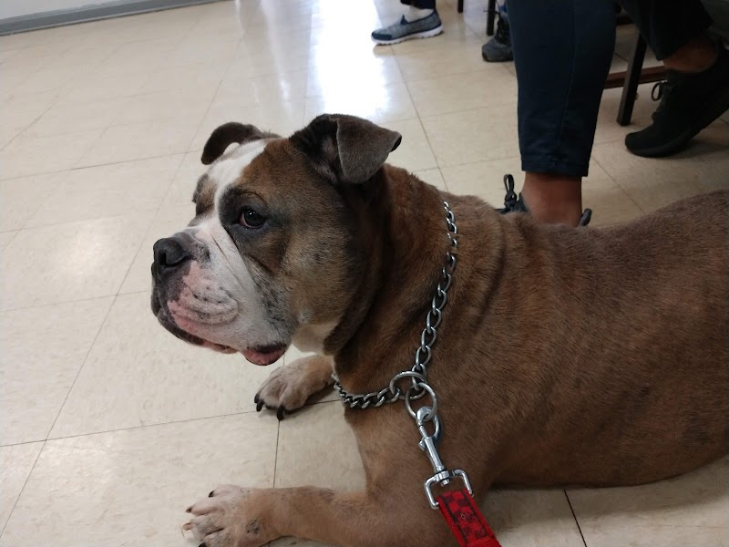 Brooklyn Animal Hospital photo 3