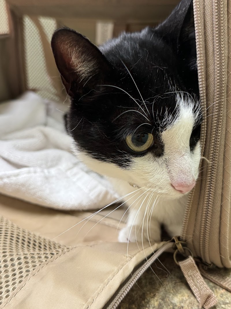 Animal Care Hospital