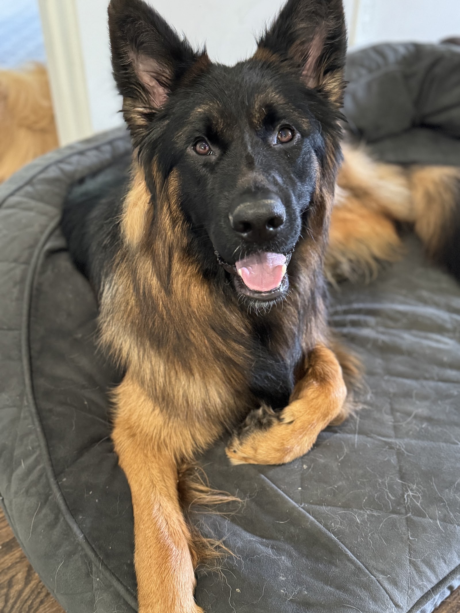 A1K9 Academy