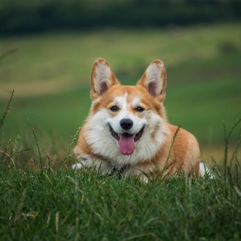 Dogaholics Service Center