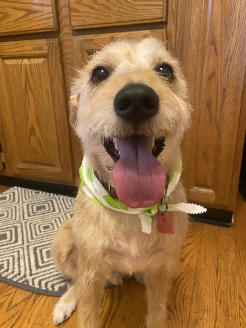 Dogaholics Service Center photo 3