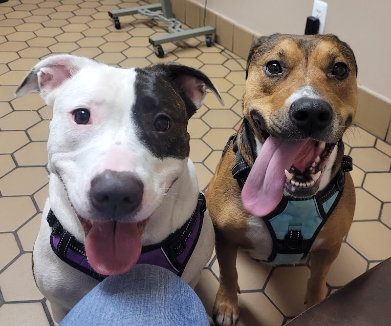 Center Line Veterinary Hospital photo 3