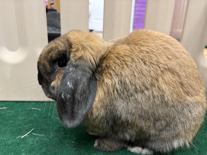 Cuddle Bunny photo 2