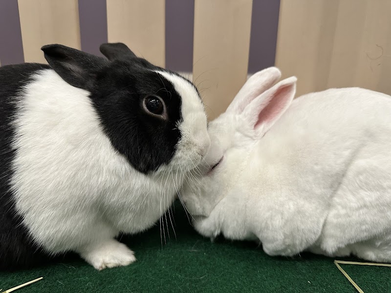 Cuddle Bunny photo 3