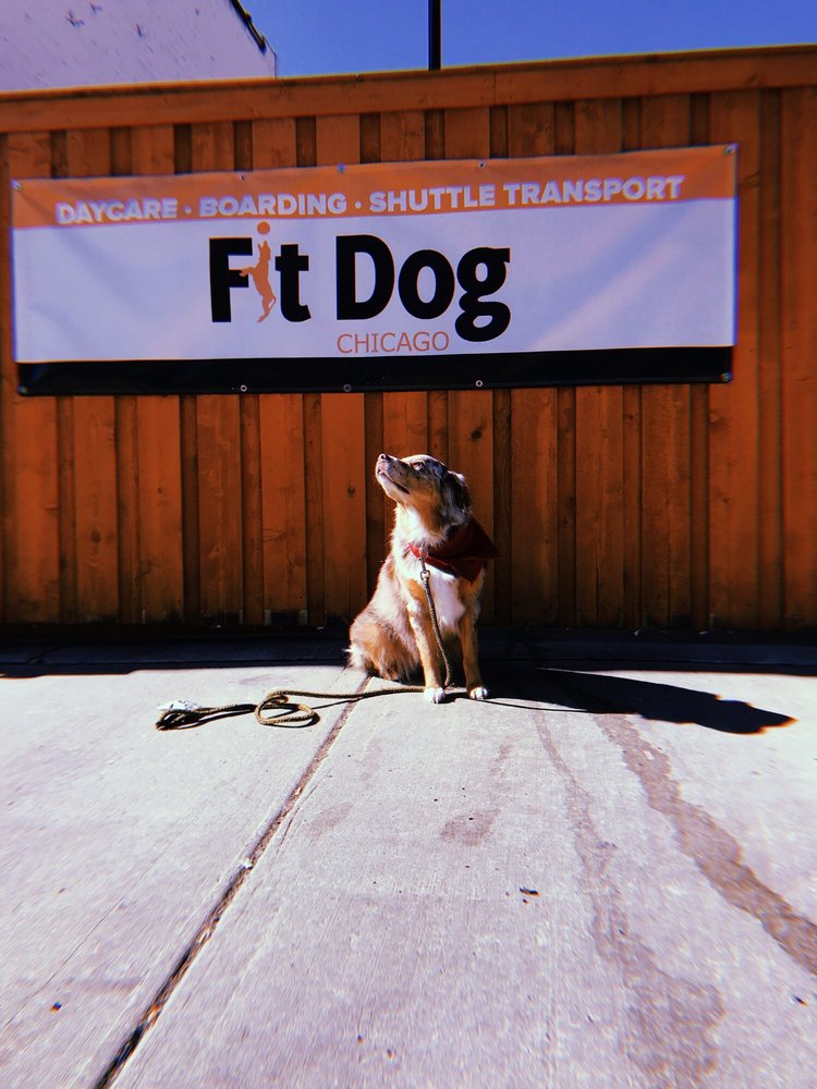 Fit Dog Chicago photo 2