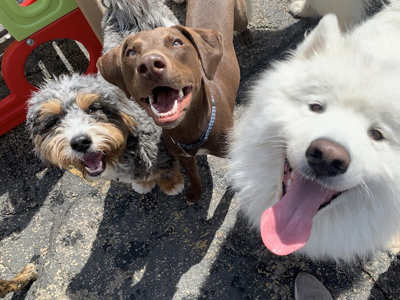 Fit Dog Chicago photo 3