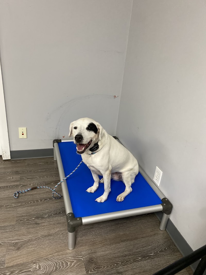 Miracle K9 Training photo 2