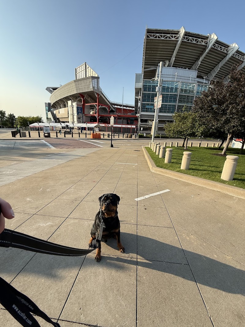 Miracle K9 Training photo 3