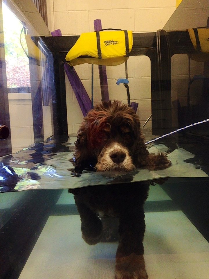 West Park Animal Hospital photo 3