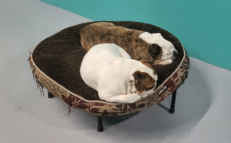 Playful Pets Playtime photo 2