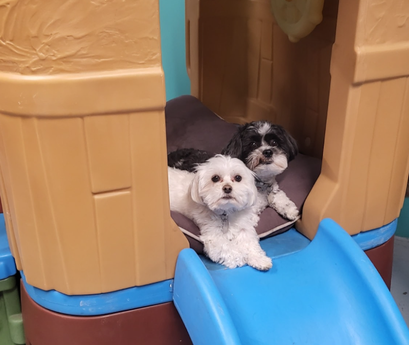 Playful Pets Playtime photo 3