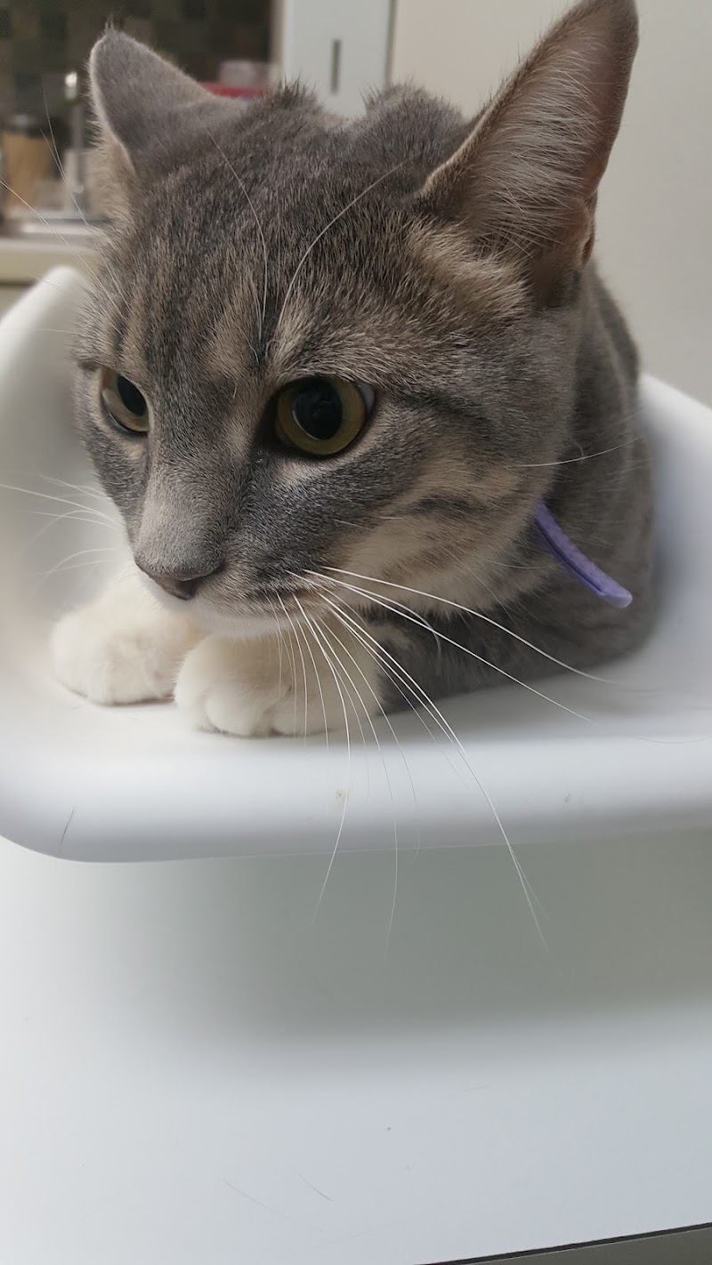 VCA Midpark Animal Hospital photo 3