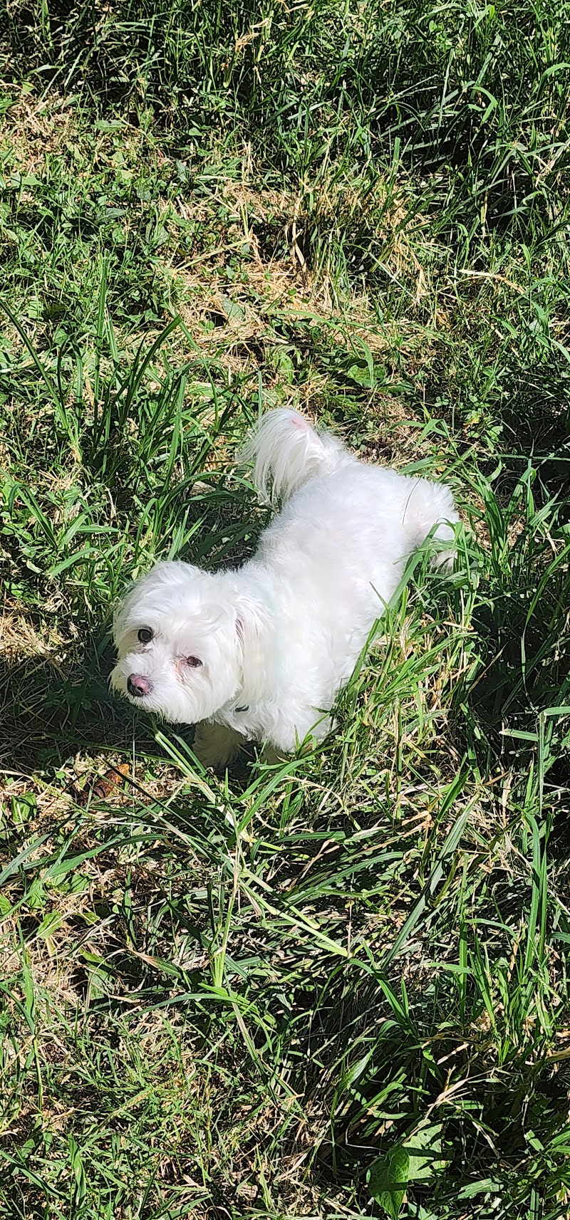 Raven's Pet Care photo 2