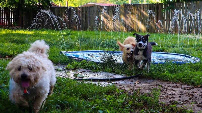 Raven's Pet Care photo 3