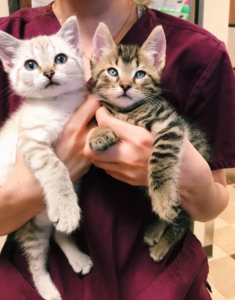 Oakland Hills Veterinary Hospital photo 3