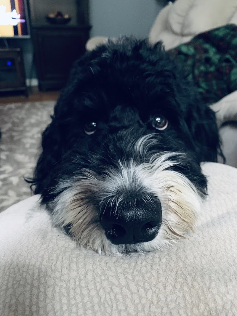 Danada Veterinary Hospital photo 3