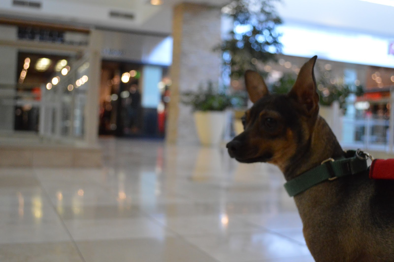 AAWL Chandler Adoption Center