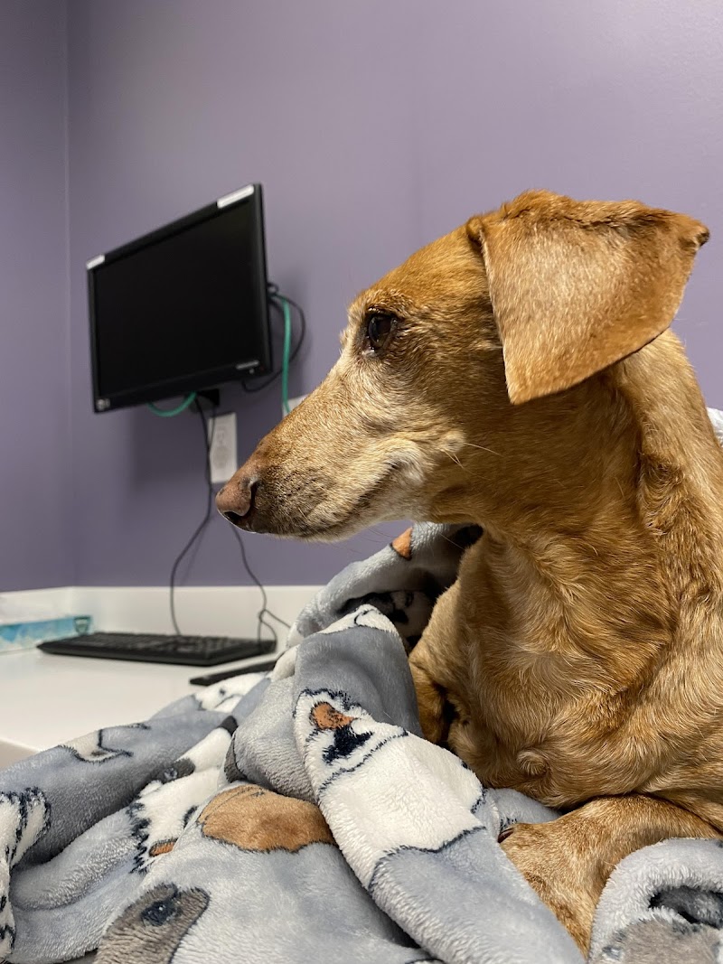 Noah’s Westside Animal Hospital photo 2