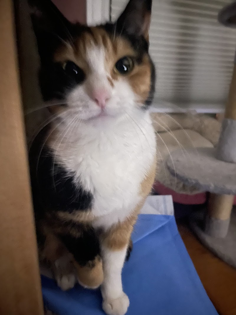 The Welcome Waggin photo 3