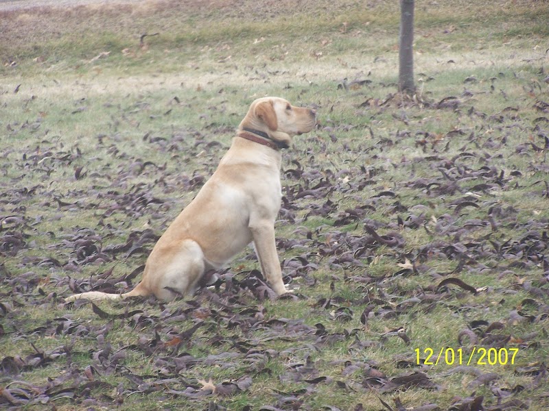 Invisible Fence of Southern Wisconsin photo 2