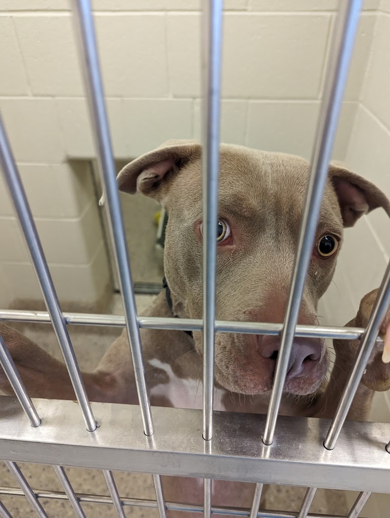 Adams County Animal Services