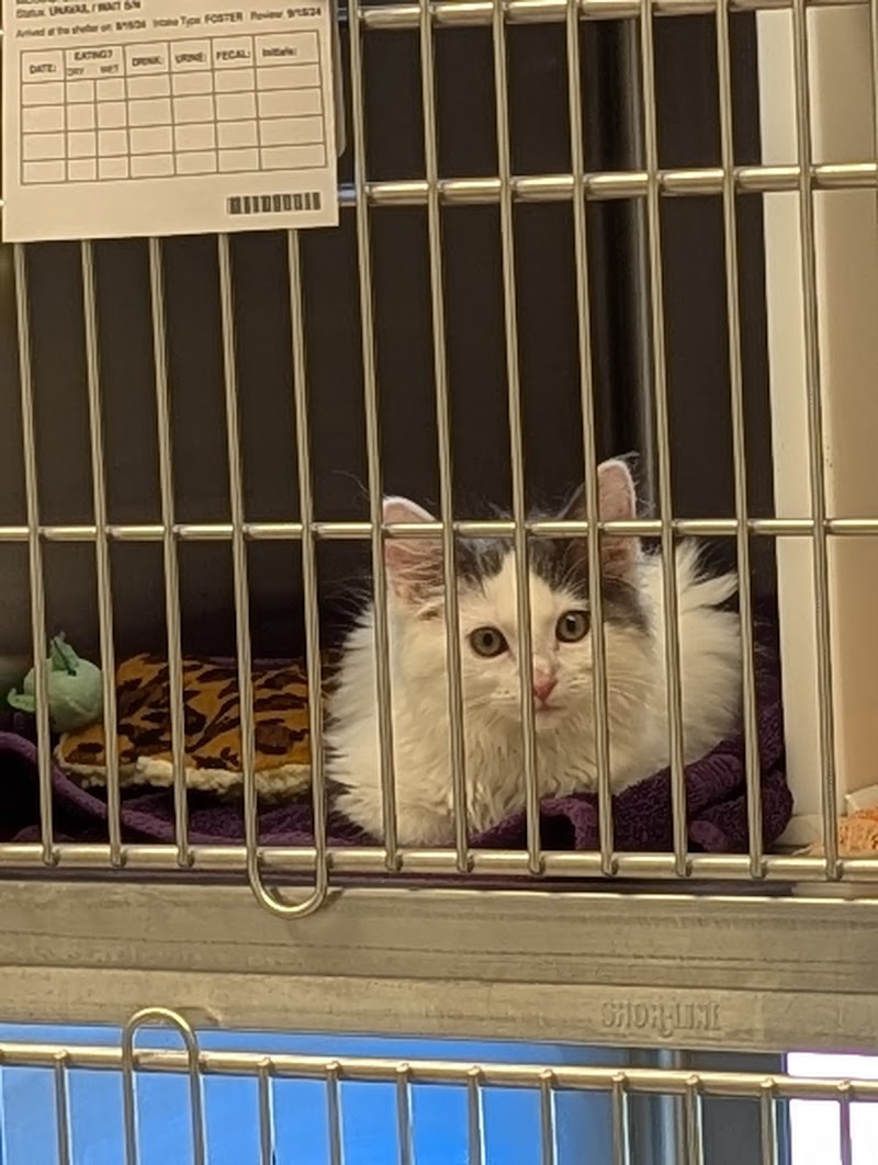 Adams County Animal Services photo 2