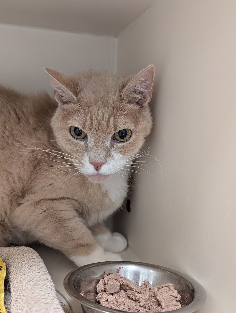 Adams County Animal Services photo 3