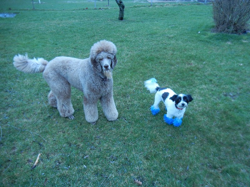 Divine Dog Services photo 2