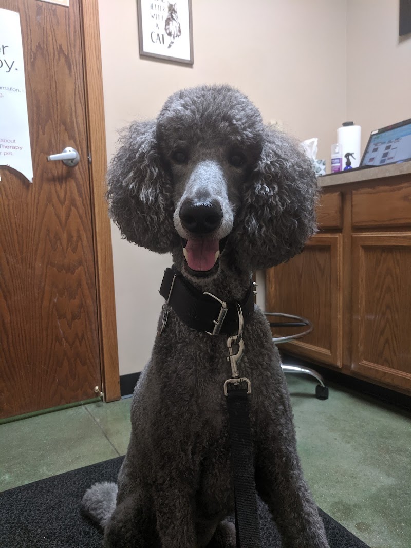 Divine Dog Services photo 3