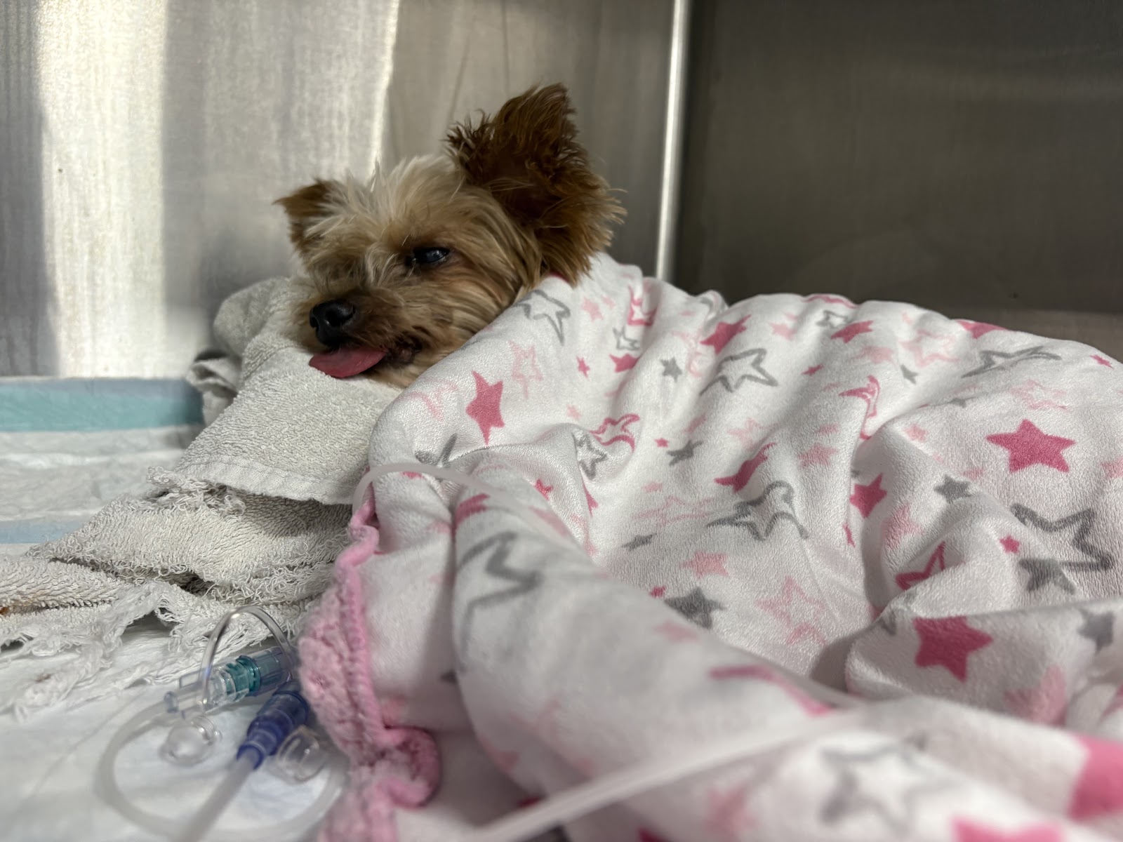 Advanced Veterinary Care