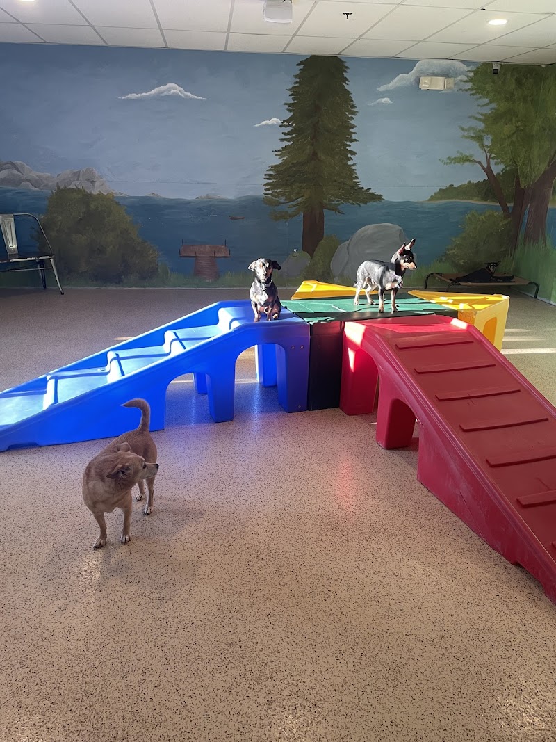 Adventure Pet Resort photo 2