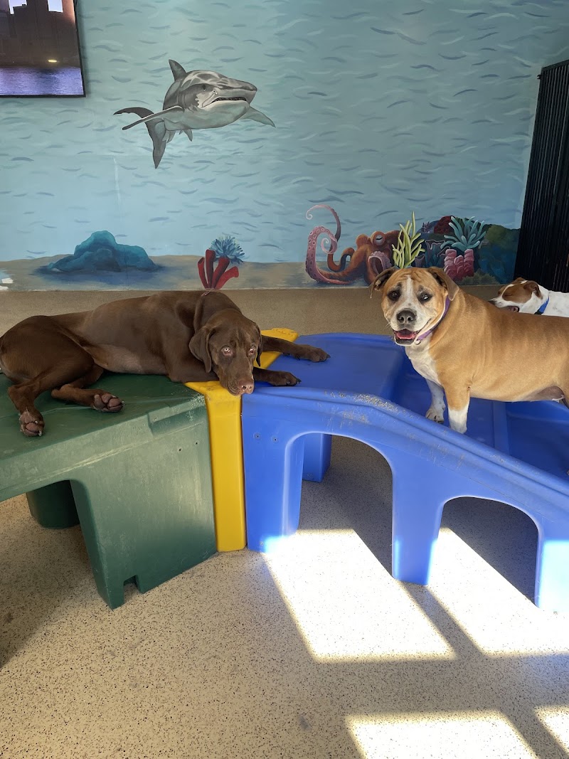 Adventure Pet Resort photo 3