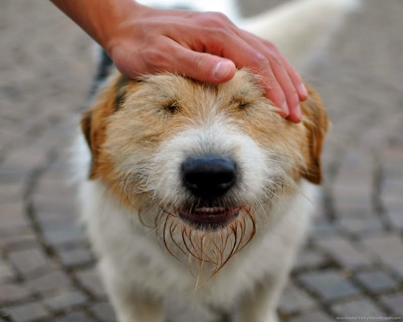 Eola Point Animal Hospital