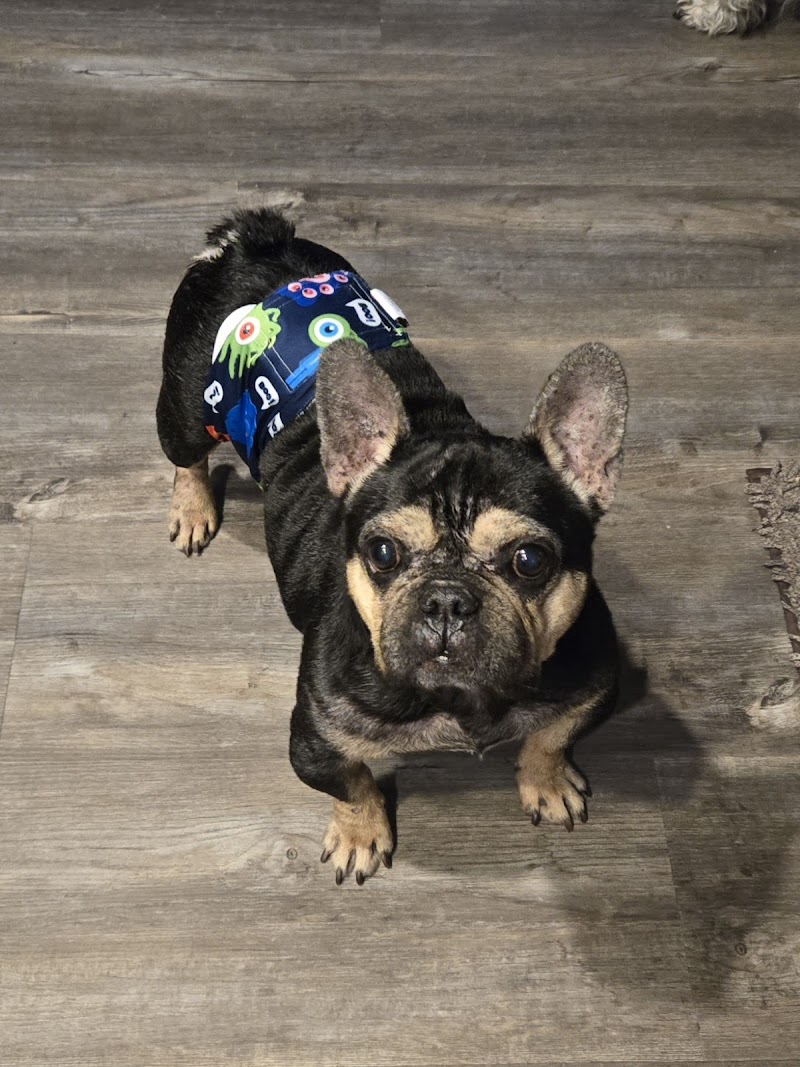 Underdog Rescue photo 3