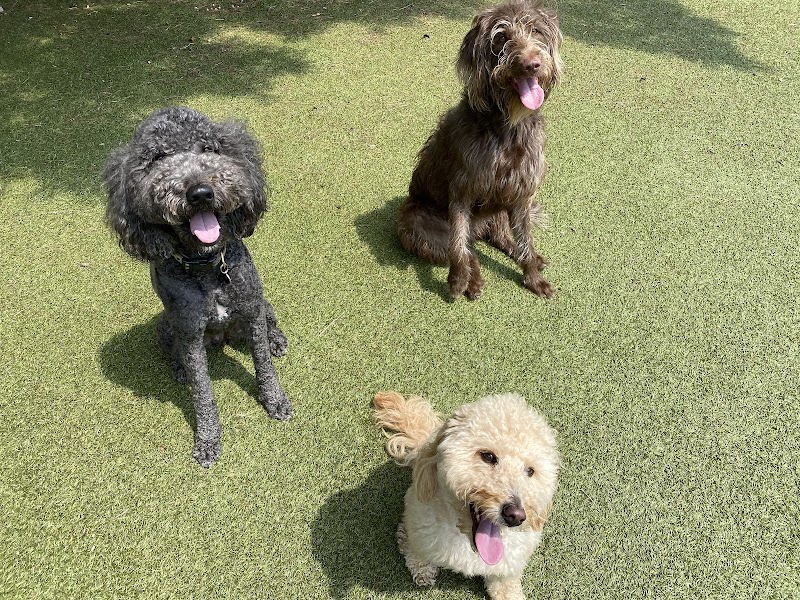 Canine State of Mind