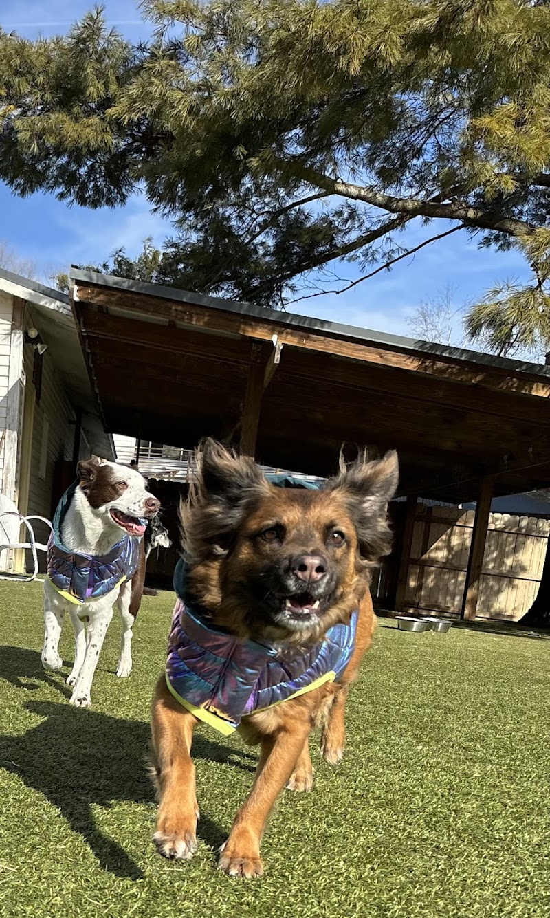 Canine State of Mind photo 2