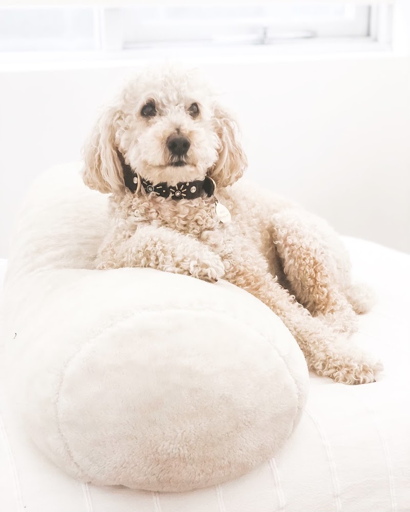 Canine State of Mind photo 3