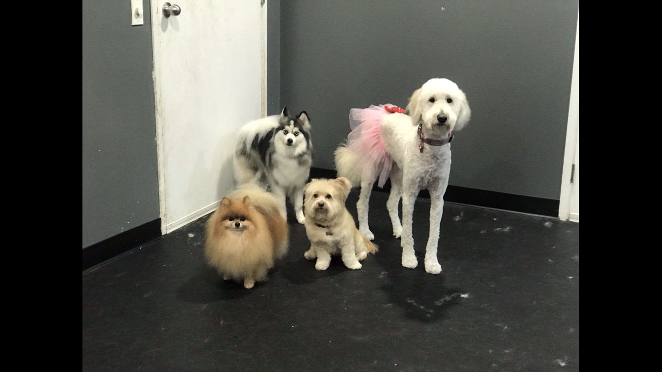 Alessandro Pet Spa