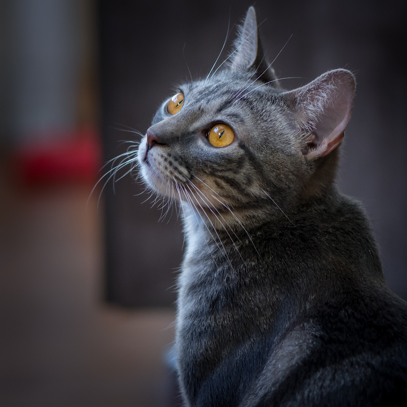 All About Purrs, Cat Care & Feline Behavior Solutions photo 2